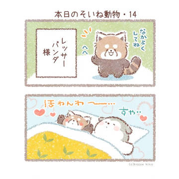 本日のそいね動物>レッサーパンダ