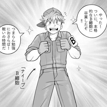 B細胞の活性化