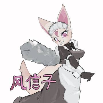 耳廓狐