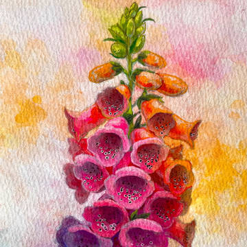 花20260611