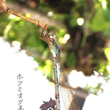 ホソミオツネントンボギター