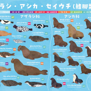 アザラシ・アシカ・セイウチ全種