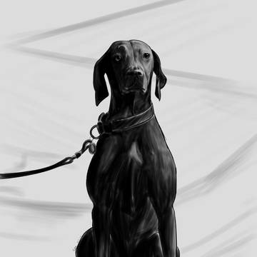 黑白狗2