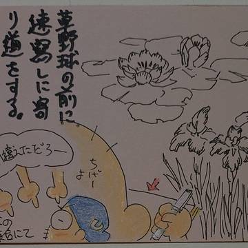 令和八年六月十三日：菖蒲　睡蓮