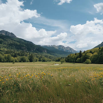 Serene Mountain Meadow