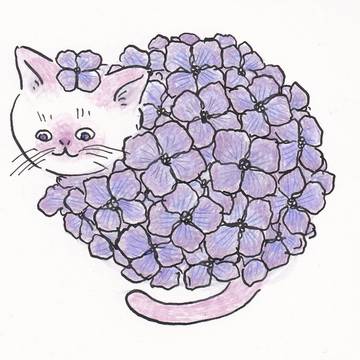 紫陽花猫