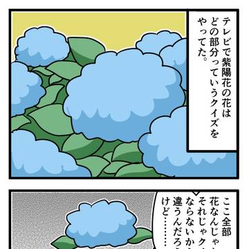 テレビで見た紫陽花の花はどの部分っていうクイズの話
