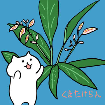 クマタケランと猫Kumatake Ran and the Cat