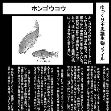ゆっくり不思議生物ファイル：ホンゴウコウ