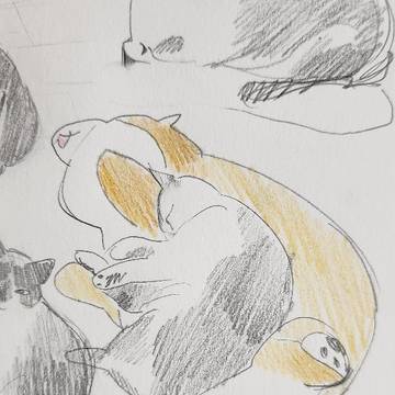 🐱