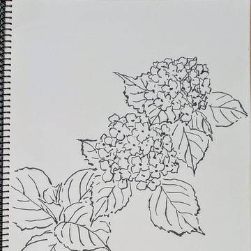 令和八年六月十五日：紫陽花