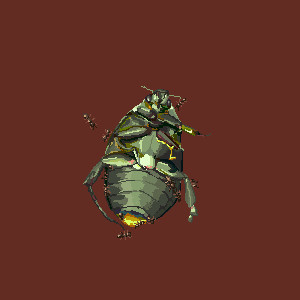 アオドウガネ