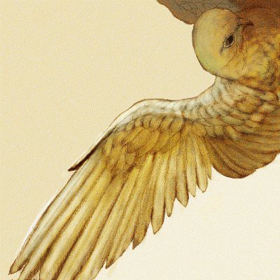 鳥習作