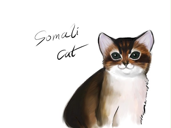 SOMALI-CAT