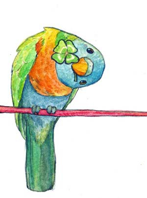 ゴシキセイガイインコ
