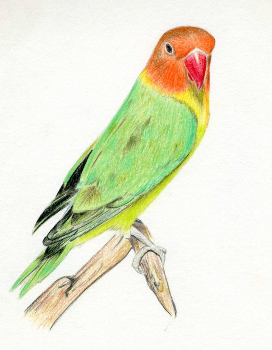 ルリコシボタンインコ