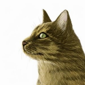 凛としている猫