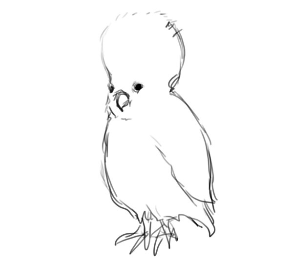 夢に出てきたオカメインコ