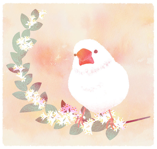 白文鳥