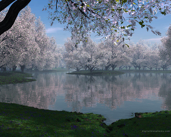 sakura