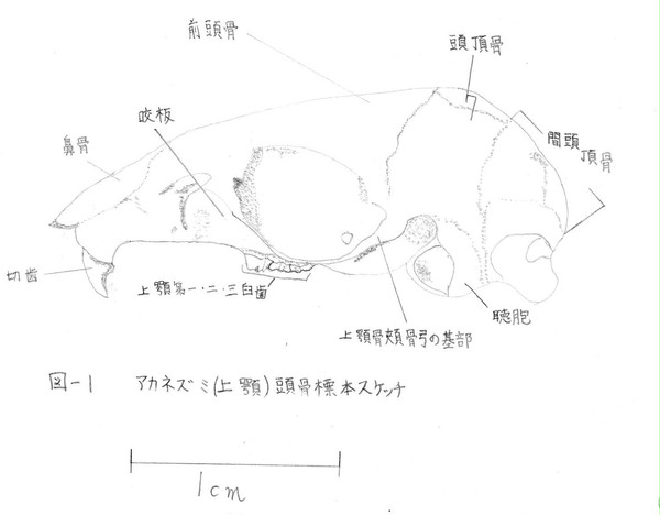 アカネズミ