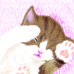 猫
