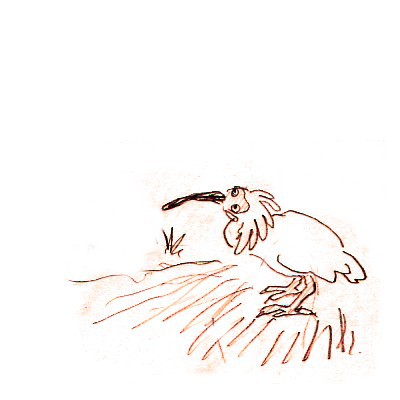 トキ