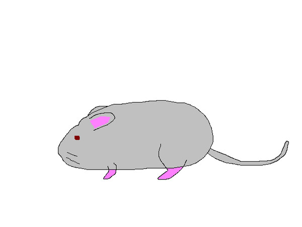 年賀状その１