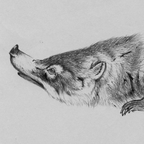 落書き～動物～
