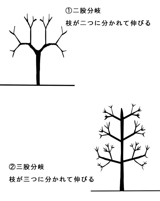 広葉樹の枝のつき方 アバウト