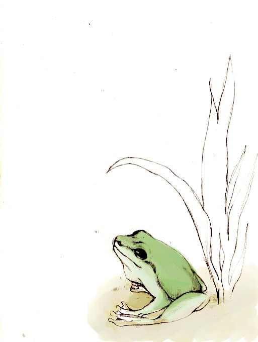 カエル