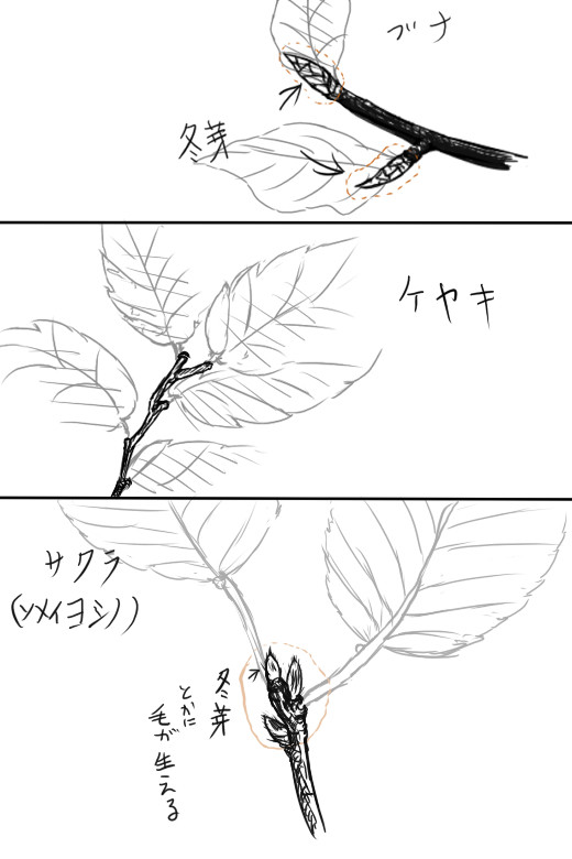 枝の先