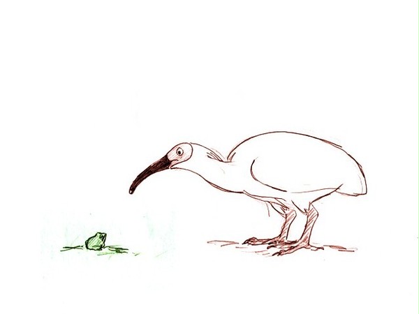 トキとカエル