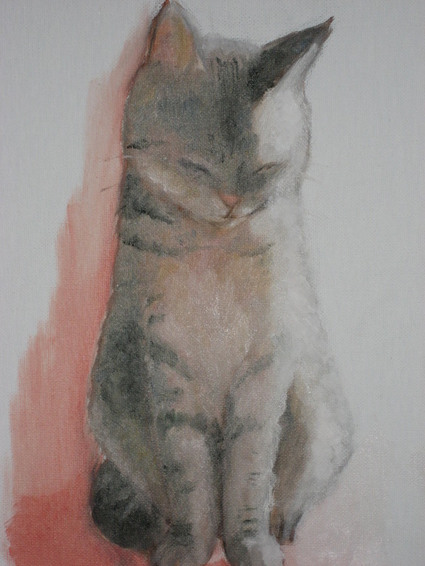 猫