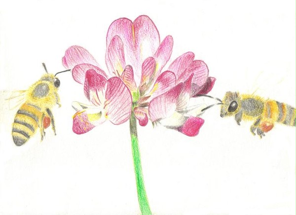 蓮華と蜂