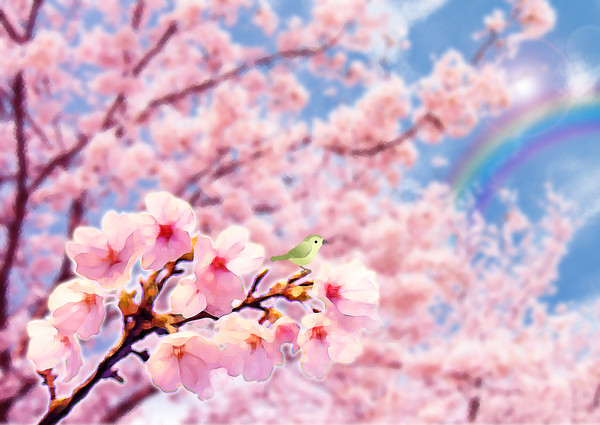 桜