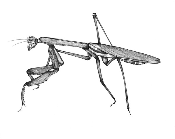 カマキリ