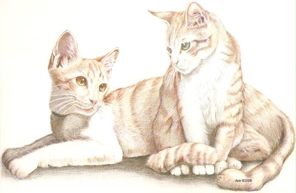 猫