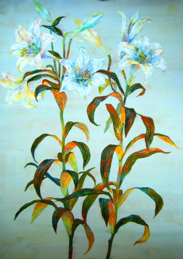 百合