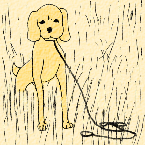 迷子犬