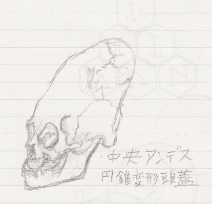 アンデス変形頭蓋