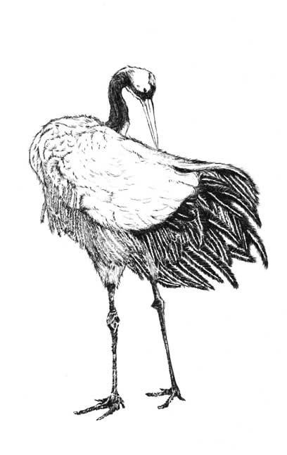 鶴