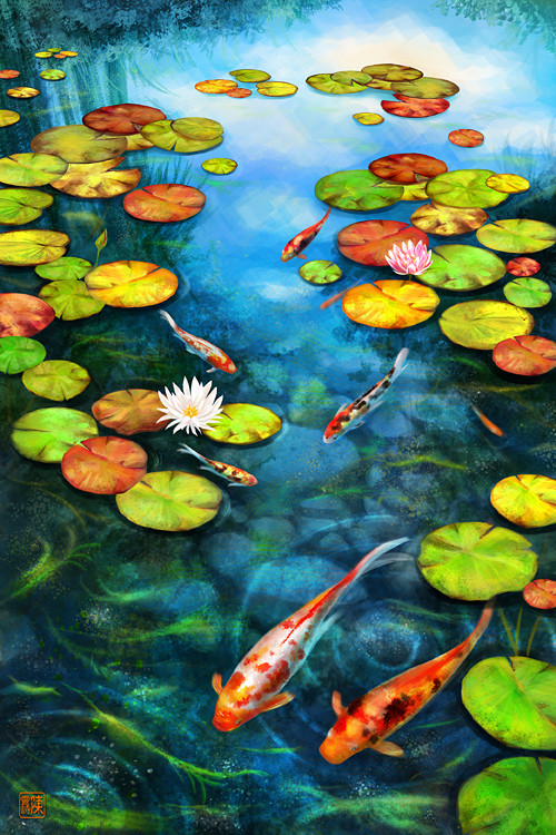 Koi in the lily pond