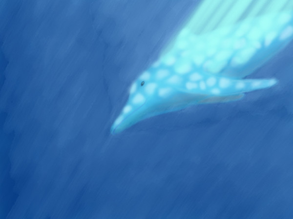 イルカ