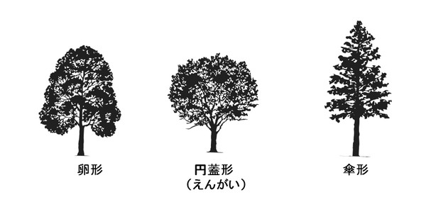樹形1