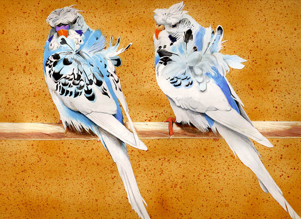 セキセイインコ・羽衣