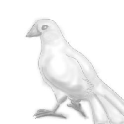 白文鳥