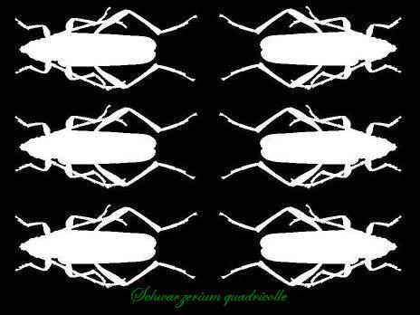 Schwarzerium quadricolle　アオカミキリ
