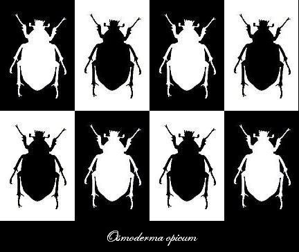 Osmoderma opicum　オオチャイロハナムグリ