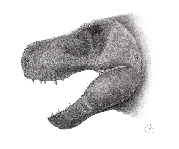 Tyrannosaurus head